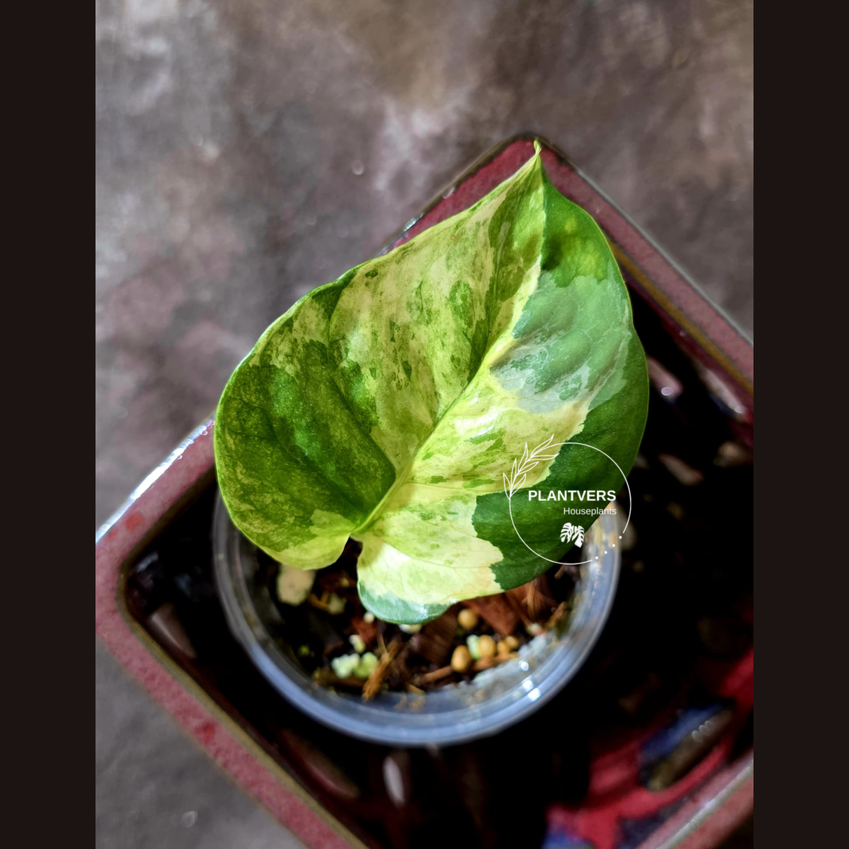 Epipremnum Global Japan - EXACT Japanese Global Pothos - (June-16-50)