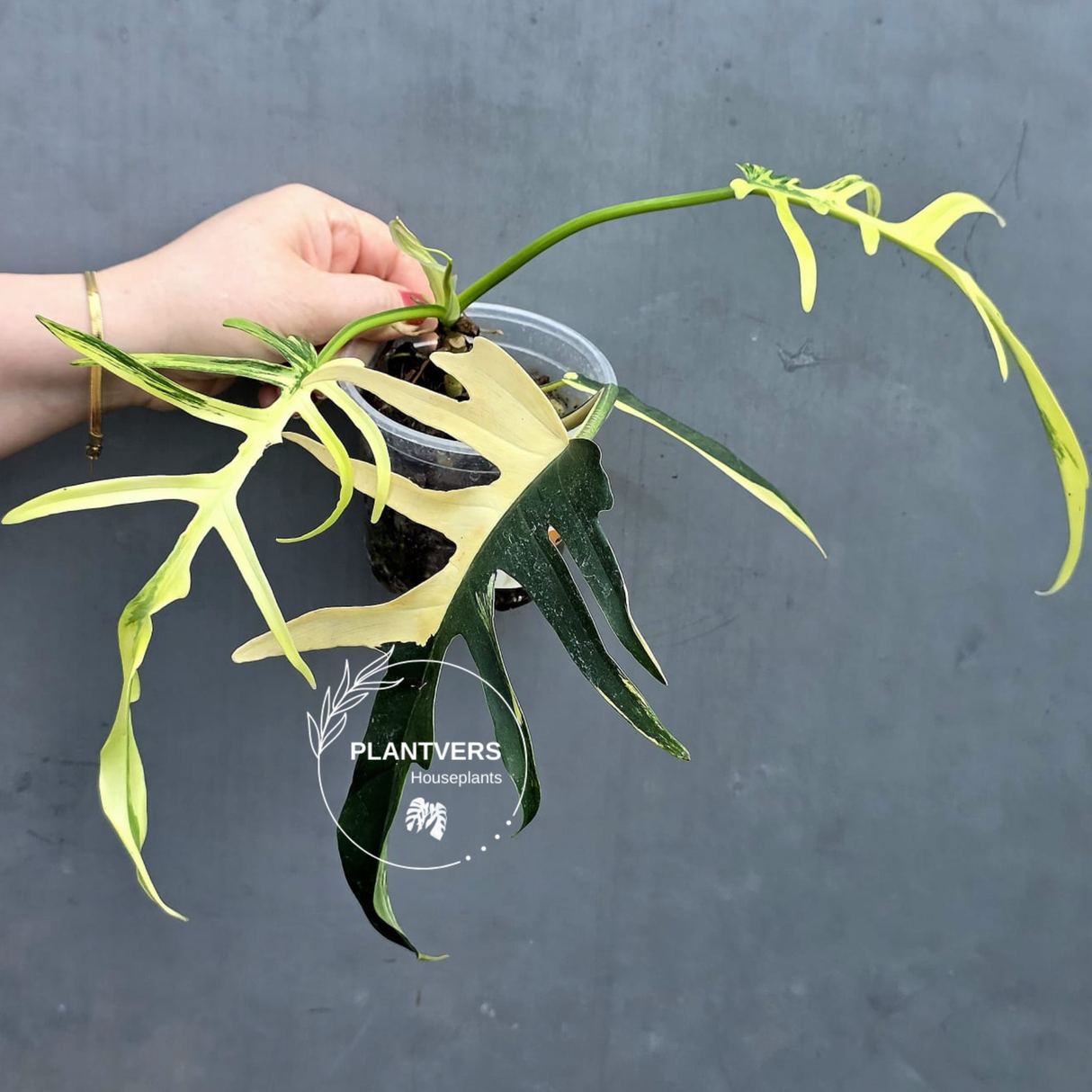 Variegated Tortum Albo 