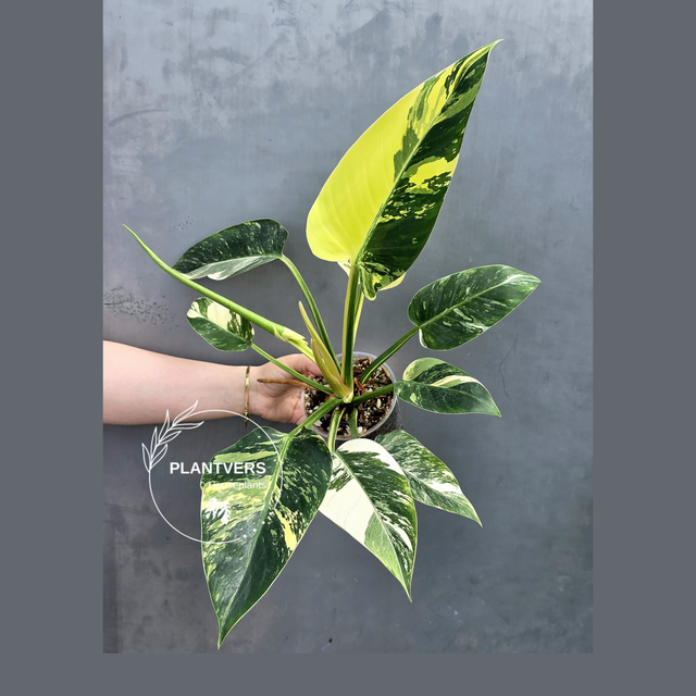 Super Rare  Philodendron Green Congo