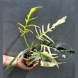 Split Leaf Aroid