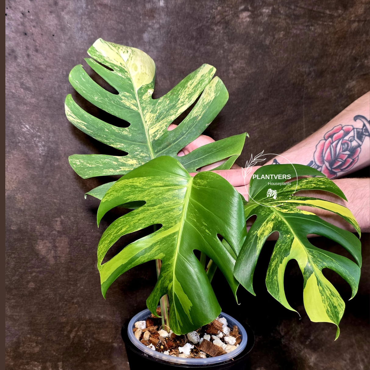 Monstera Borsigiana Aurea Variegated - Exact Plant - US Seller - (June-16-04)