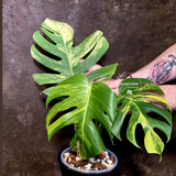 Monstera Borsigiana Aurea Variegated - Exact Plant - US Seller - (June-16-04)
