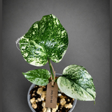 Variegated Monstera Deliciosa Mint - Exact Mint Monstera - (July-31-44)