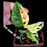 Variegated Monstera Adansonii Albo Plant - Rare Swiss Cheese EXACT Same Plant - US Seller