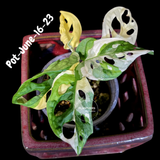 Variegated Monstera Adansonii Albo Plant - Rare Swiss Cheese EXACT Same Plant - US Seller