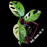 Variegated Monstera Adansonii Albo Plant - Rare Swiss Cheese EXACT Same Plant - US Seller