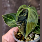 Philodendron Melanochrysum Variegated - Rare EXACT Plant - (June-16-46)