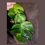 Monstera Borsigiana Aurea Variegated - Exact Plant - US Seller - (June-16-06)