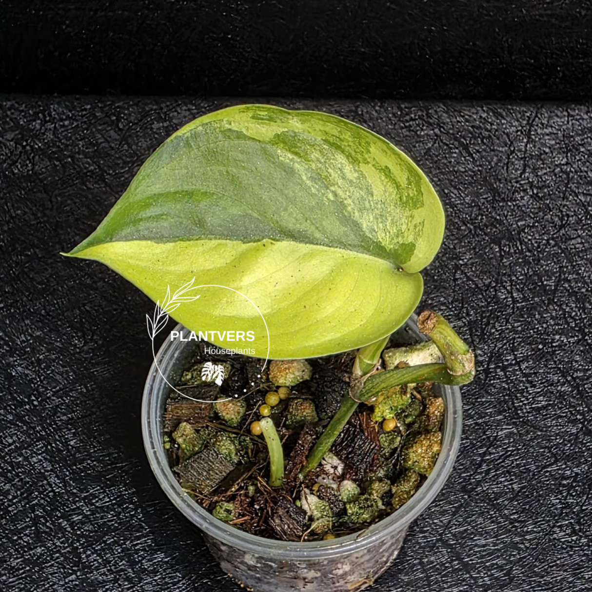 Scindapsus Jade Satin Variegated - Rare Tropical Plant - EXACT Same Plant - US Seller