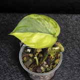 Scindapsus Jade Satin Variegated - Rare Tropical Plant - EXACT Same Plant - US Seller