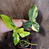 Variegated Philodendron Florida Beauty x Mayoi - (June-18-03)