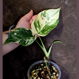 Variegated Monstera Albo Borsigiana -Rare Exact Plant - (June-18-04)