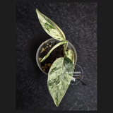 RARE Variegated Epipremnum Pinnatum Albo - Exact Plant - US Seller