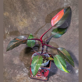 Philodendron Orange Princess - Exact Plant - US Seller (June-18-05)