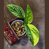 Variegated Monstera Peru - Rare Exact Plant - (June-18-06)