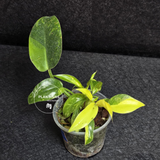 Philodendron Green Congo Hybrid Variegated - EXACT Plant as Image - US Seller