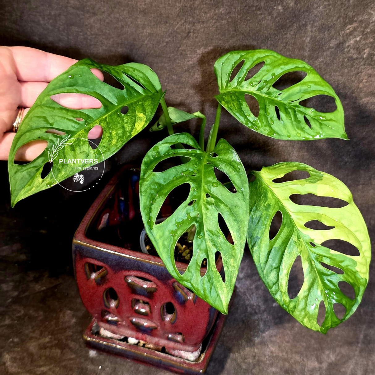 Monstera Adansonii Aurea Variegated - Rare Exact Plant - (June-18-07)