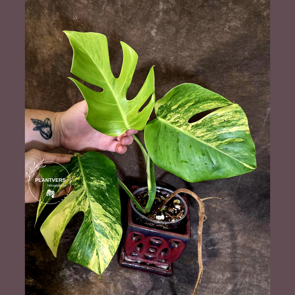 Monstera Aurea Variegated Plant - Rare EXACT Plant - (June-18-09)