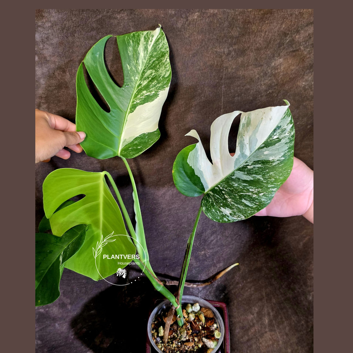 Variegated Monstera Albo Borsigiana -Rare Exact Plant - (June-18-10)