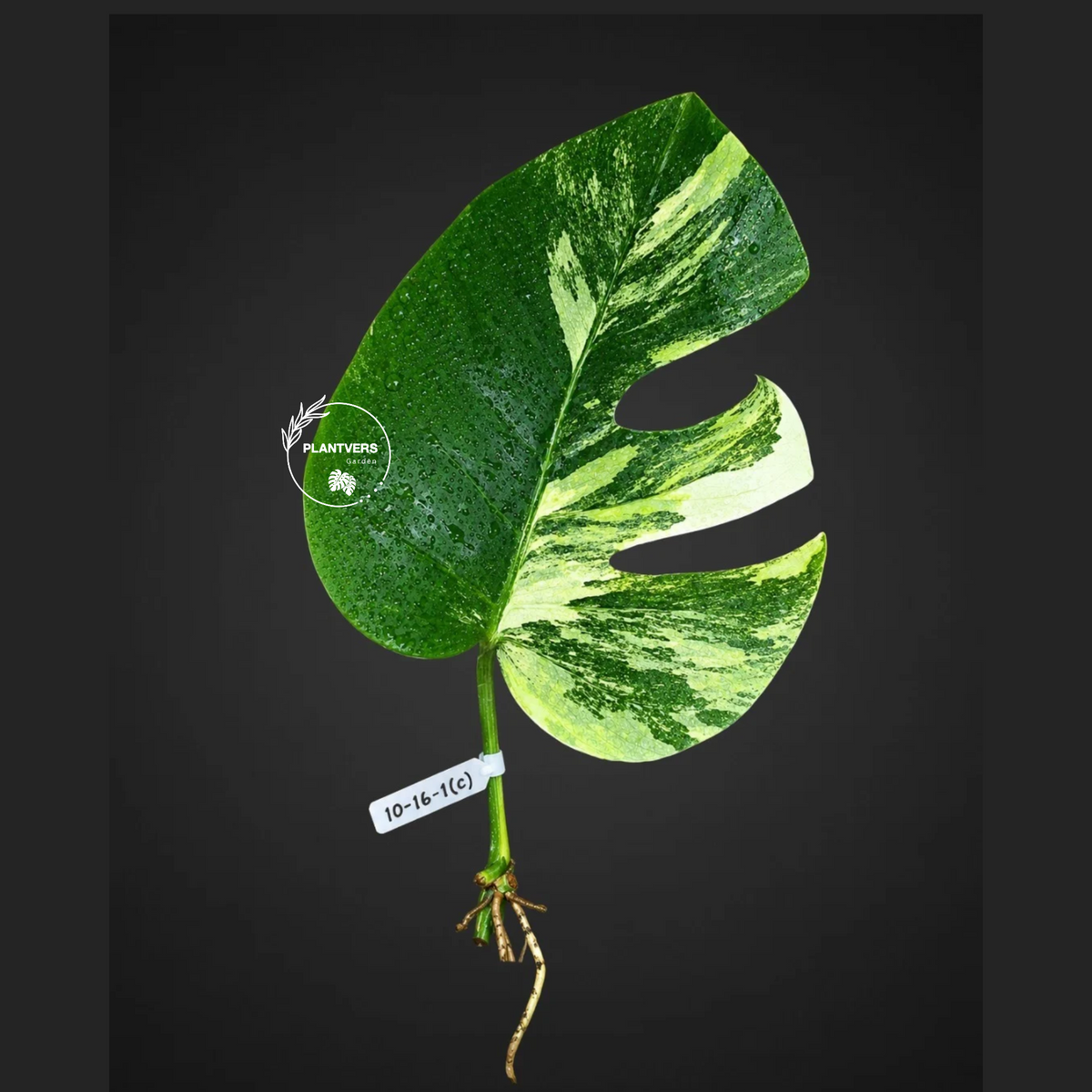 Monstera Borsigiana Aurea Variegated Cutting - Monstera Aurea Variegata - EXACT Cuttings - Collector Rare Plants - US Seller