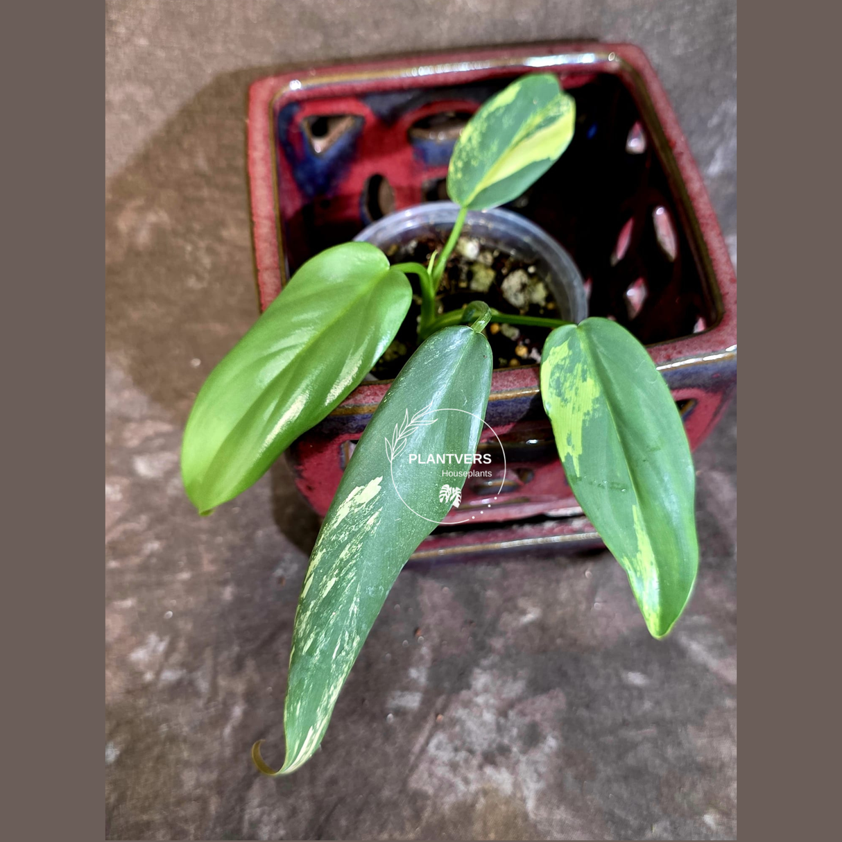 Varigated Philodendron Bipennifolium - Exact Collector Plant - (June-18-17)