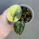 Variegated Scindapsus Pictus 'Jade Satin' Plant in a Nursery Pot - Rare Collector Plant - SAME Plant - US Seller