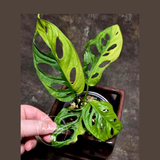 Variegated White Monstera Adansonii Albo - Rare Collector Swiss Cheese Plant - Exact Plant - US Seller