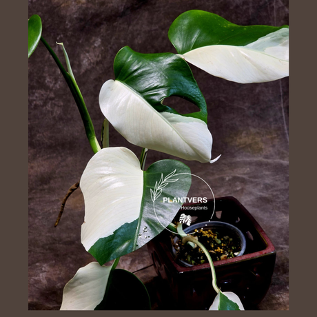 Rare Variegated Monstera Albo Half-Moon Leaf Plant - White Albo Borsigiana Plant - EXACT Plant - US Seller