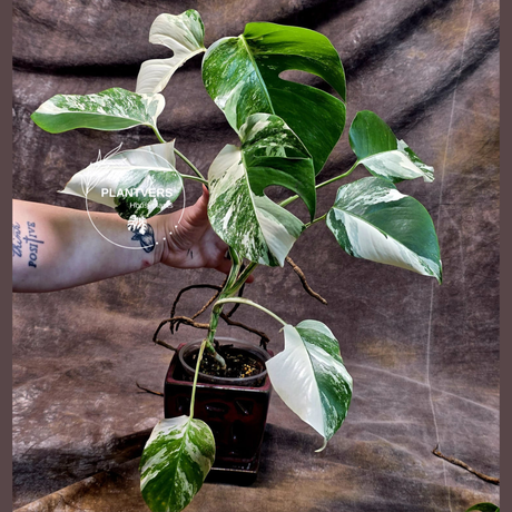 Variegated Monstera Albo - White Albo Borsigiana Mature Plant - Rare Collector Plant - EXACT Same Plant - US Seller