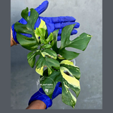 Variegated Rhaphidophora Tetrasperma Albo - Rare Exact Plant - (June-21-22)