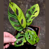 Variegated White Monstera Adansonii Albo - Rare Collector Swiss Cheese Plant - Exact Plant - US Seller