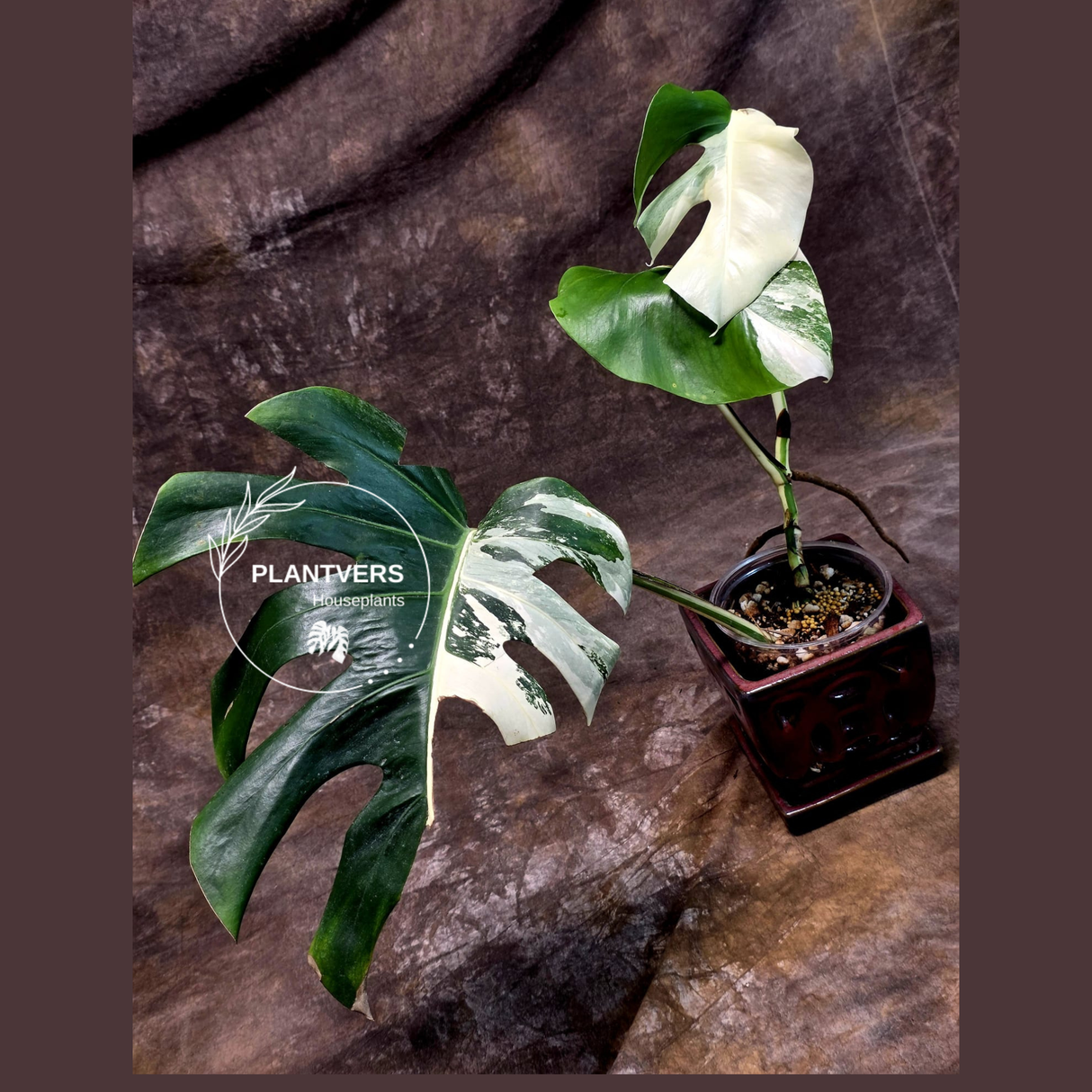 Variegated Monstera Albo - White Albo Borsigiana - Rare Collector Plant - EXACT Plant - US Seller