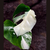 Variegated Monstera Albo - White Albo Borsigiana - Rare Collector Plant - EXACT Plant - US Seller