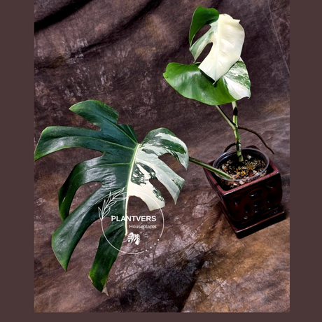 Variegated Monstera Albo - White Albo Borsigiana - Rare Collector Plant - EXACT Plant - US Seller
