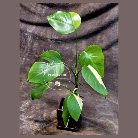 Monstera Aurea Variegated Borsigiana - Rare Monstera Marmota - Exact SAME Plant - US Seller