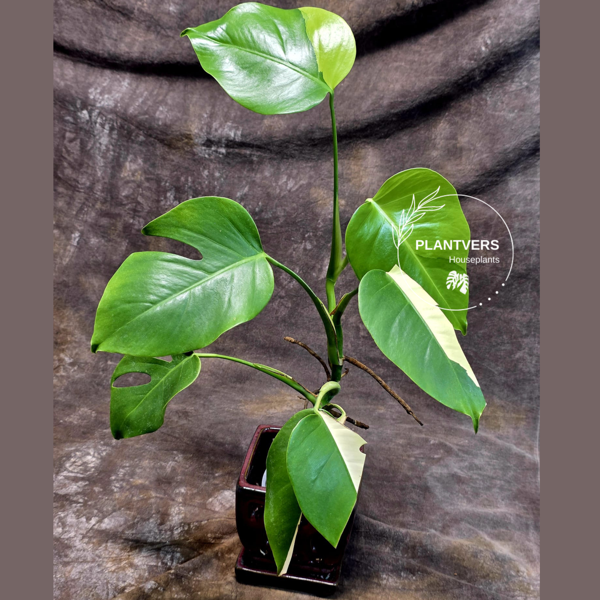 Monstera Aurea Variegated Borsigiana - Rare Monstera Marmota - Exact SAME Plant - US Seller