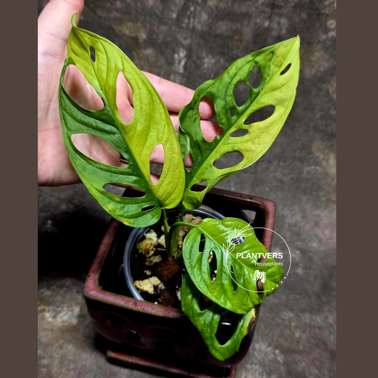 Variegated White Monstera Adansonii Albo - Rare Collector Swiss Cheese Plant - Exact Plant - US Seller