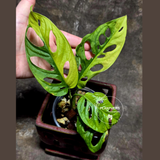 Variegated White Monstera Adansonii Albo - Rare Collector Swiss Cheese Plant - Exact Plant - US Seller