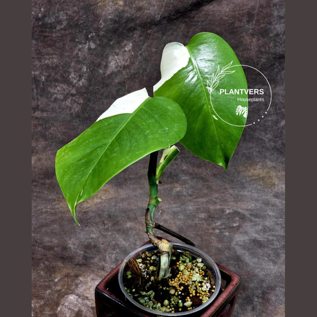 Variegated Monstera Albo - Rare White Monstera Borsigiana Baby Leaf EXACT Plant - US Seller