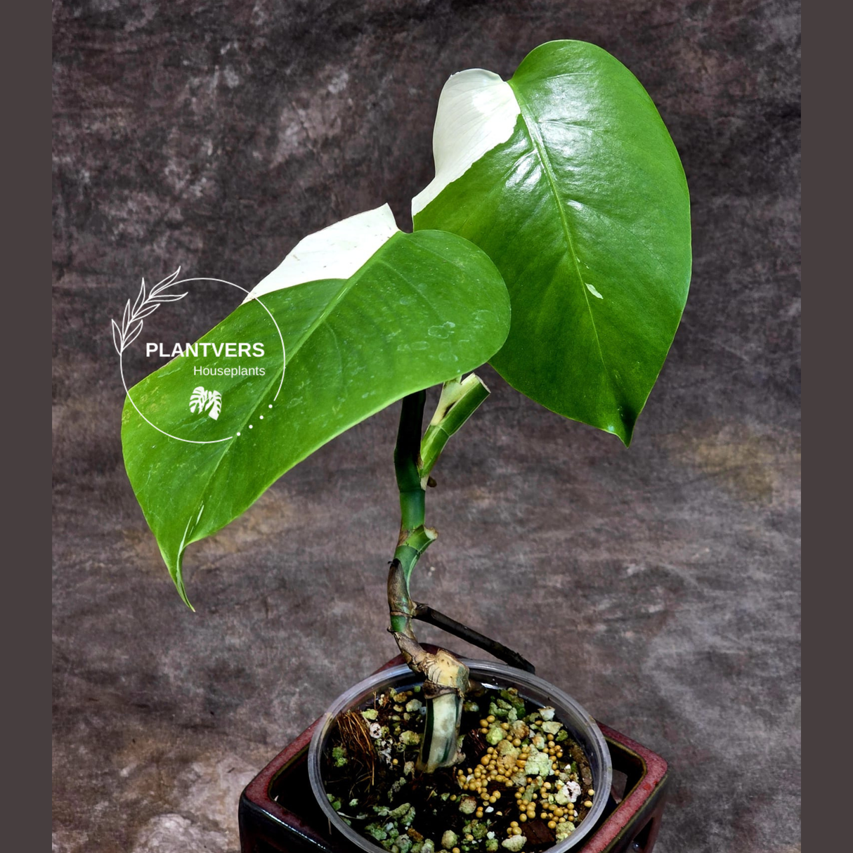 Variegated Monstera Albo - Rare White Monstera Borsigiana Baby Leaf EXACT Plant - US Seller
