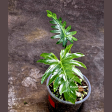 Philodendron Radiatum Variegated - Indoor Rare Plant - Plants Lover Gift - Live Plant - Exact Same Plant - US Seller