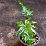 Philodendron Radiatum Variegated - Indoor Rare Plant - Plants Lover Gift - Live Plant - Exact Same Plant - US Seller