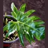 Philodendron Radiatum Variegated - Indoor Rare Plant - Plants Lover Gift - Live Plant - Exact Same Plant - US Seller