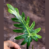 Philodendron Radiatum Variegated - Indoor Rare Plant - Plants Lover Gift - Live Plant - Exact Same Plant - US Seller