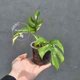 Variegated Rhaphidophora Tetrasperma Albo - Rare Collector Plant - Exact SAME Plant - US Seller