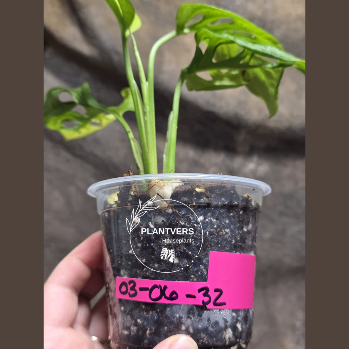Variegated White Monstera Adansonii Albo - Rare Collector Swiss Cheese Plant - Exact Plant - US Seller