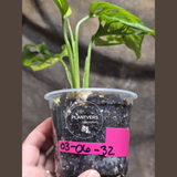 Variegated White Monstera Adansonii Albo - Rare Collector Swiss Cheese Plant - Exact Plant - US Seller