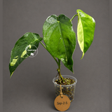 Syngonium Chiapense Albo Variegated - Exact Plant - (Sep-2-5)