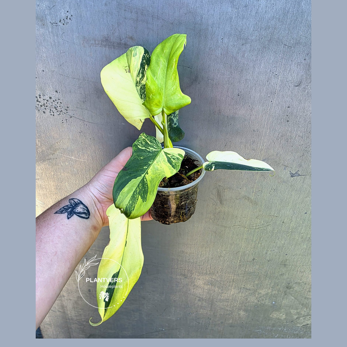 Variegated Philodendron Bipennifolium - Rare Exact Plant - (May-29-15)