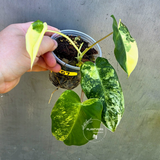 Variegated Burle Marx Philodendron - EXACT Plant - US Seller - (May-29-07)